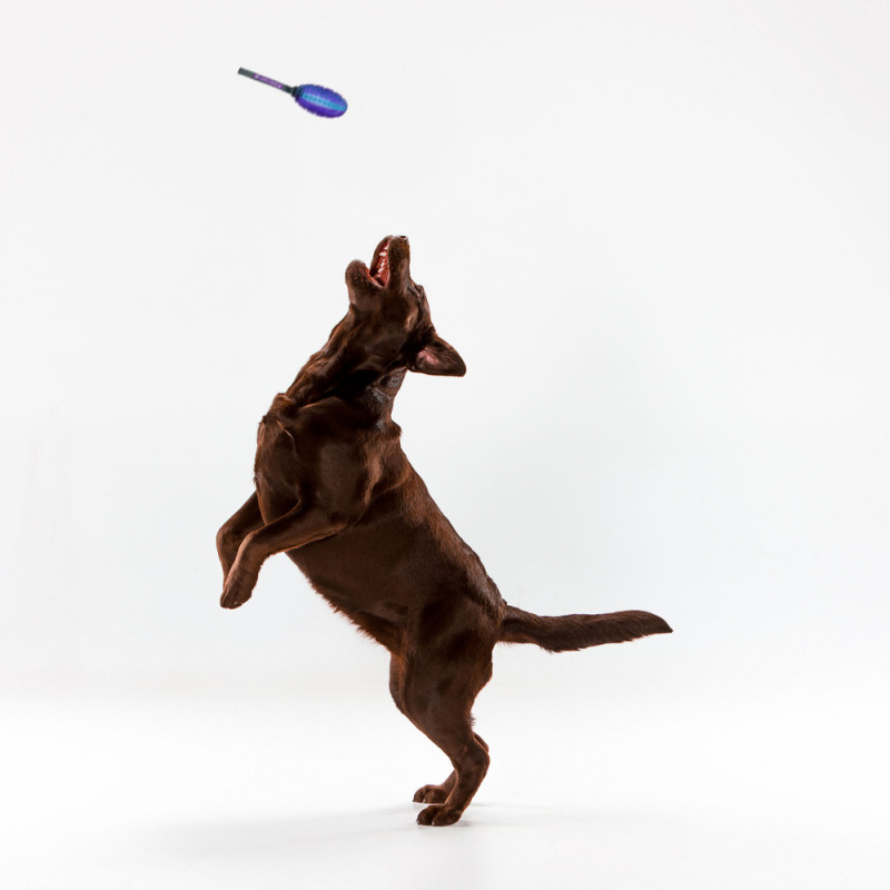BALLON RUGBY SONORE ON/OFF
